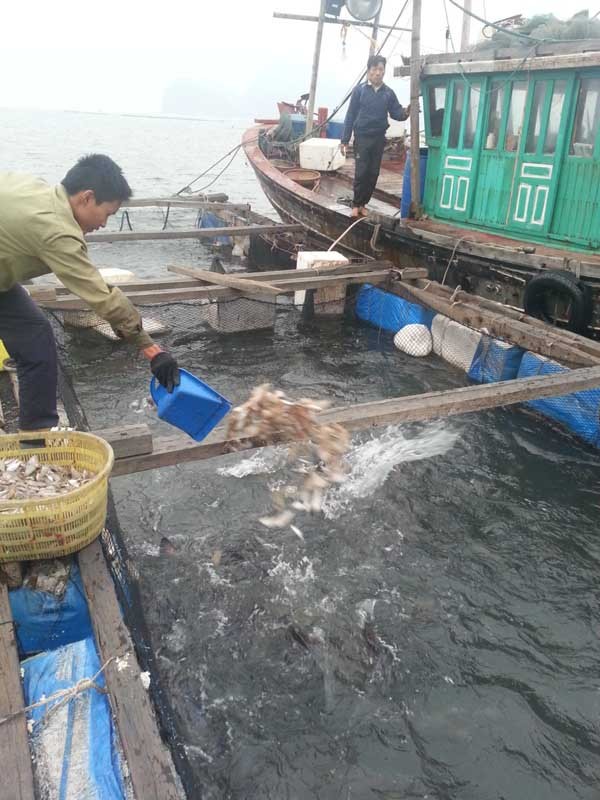 Làng chài không Tết trên vịnh Bái Tử Long - ảnh 4